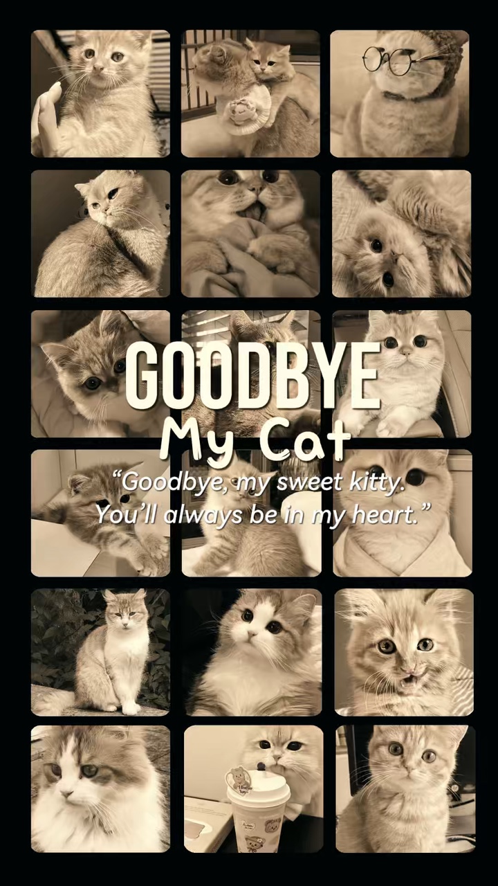Au revoir mon chat 