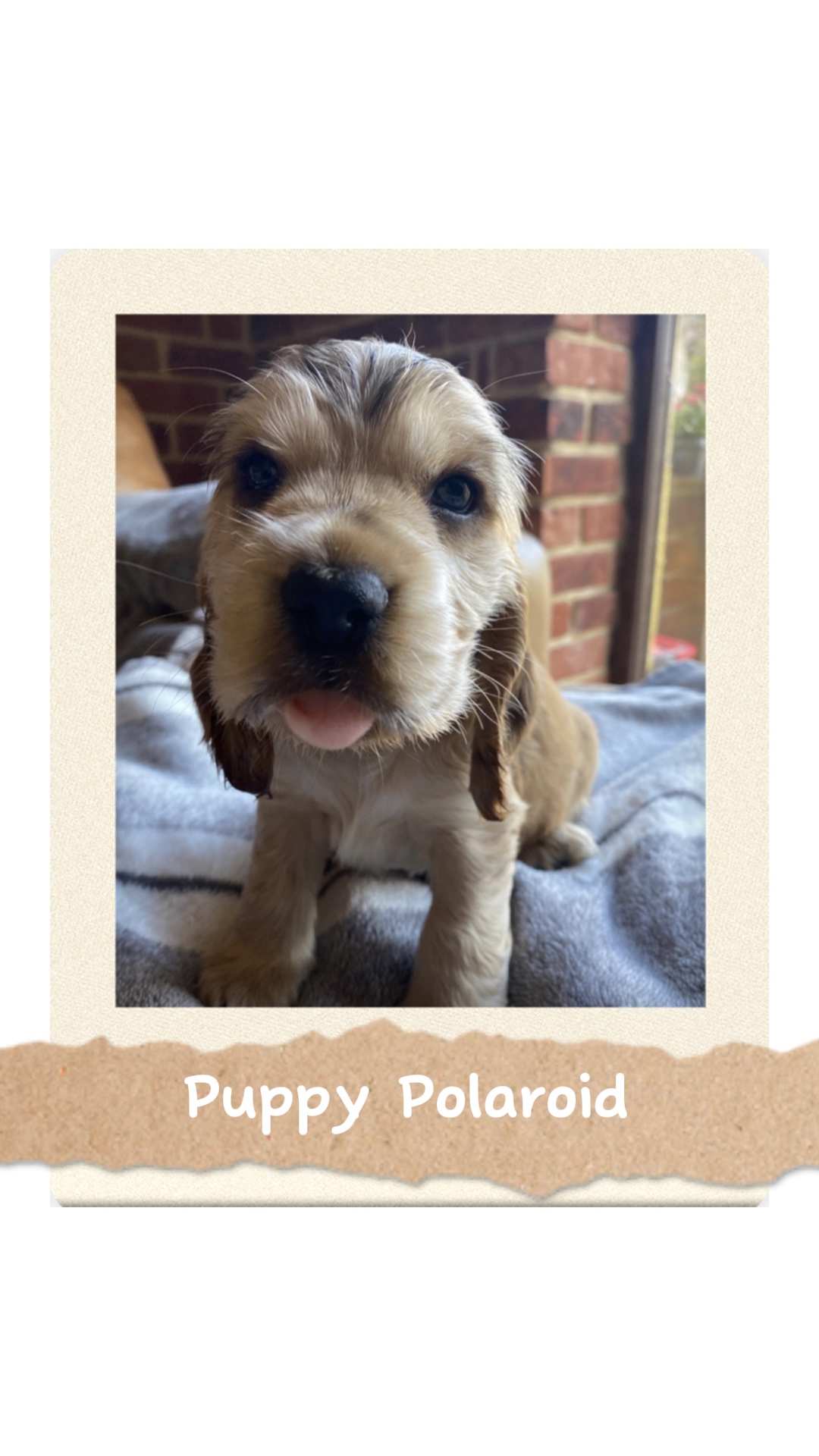 puppy Polaroid