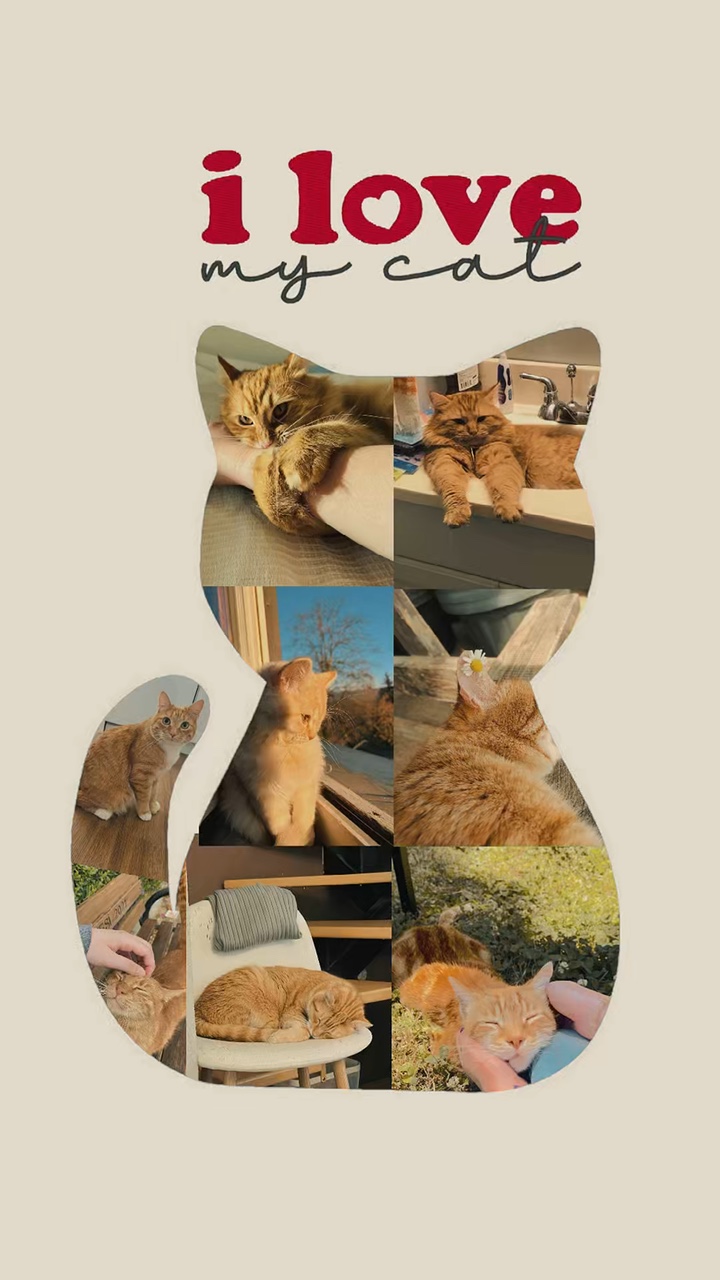 kedimi seviyorum🐈‍⬛