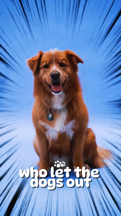 Dogs Out