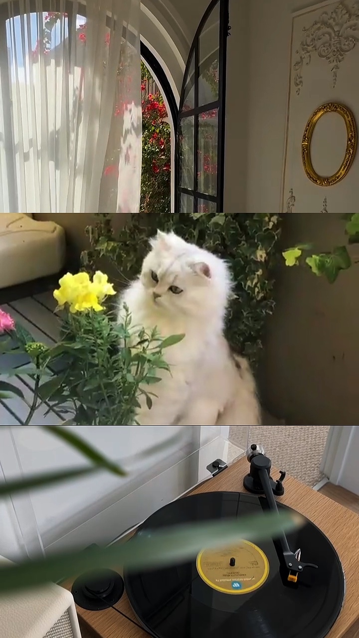 Gitter 3clips