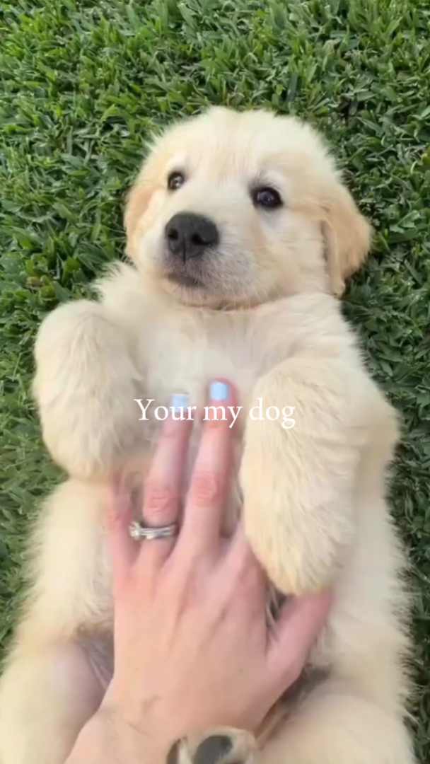 Eres mi perro