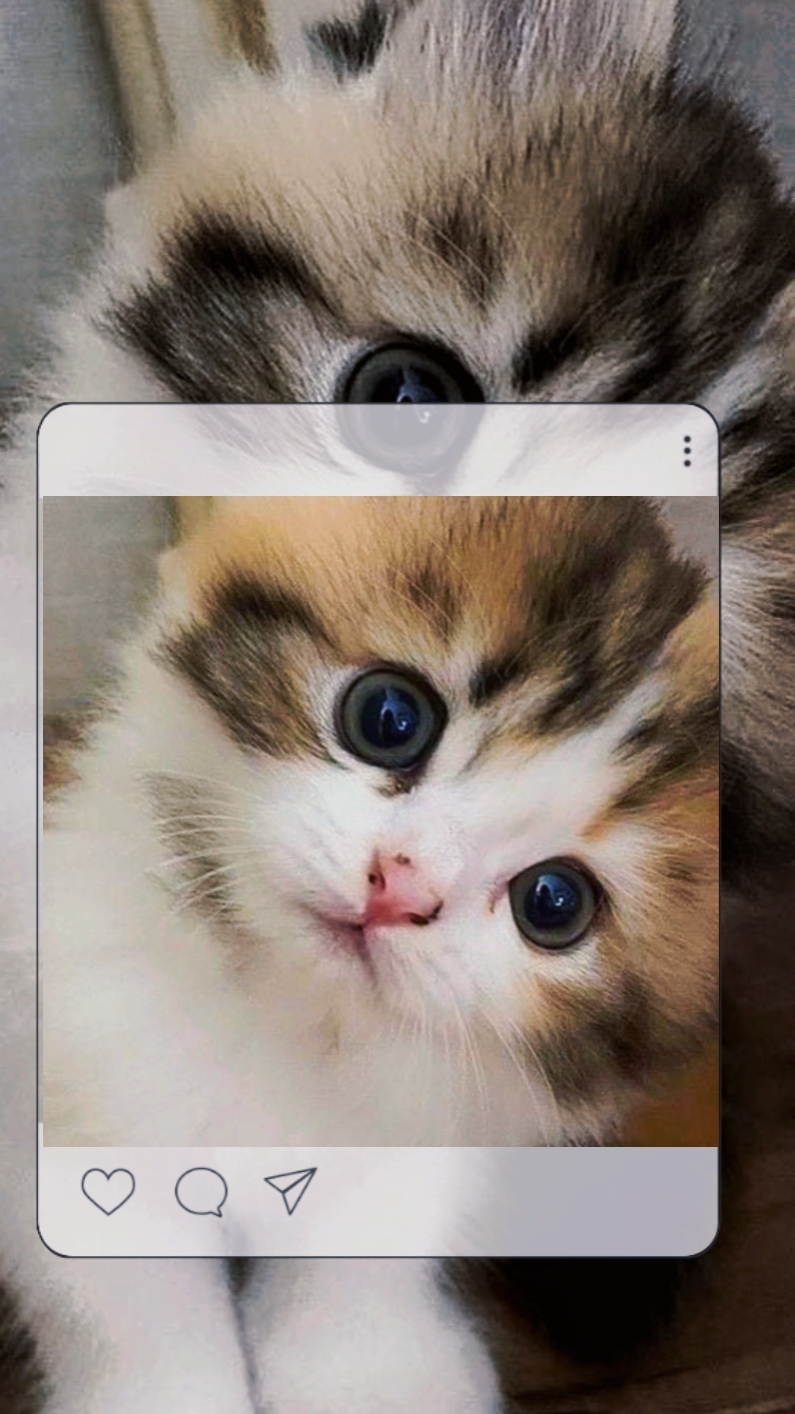 Süße Katzen