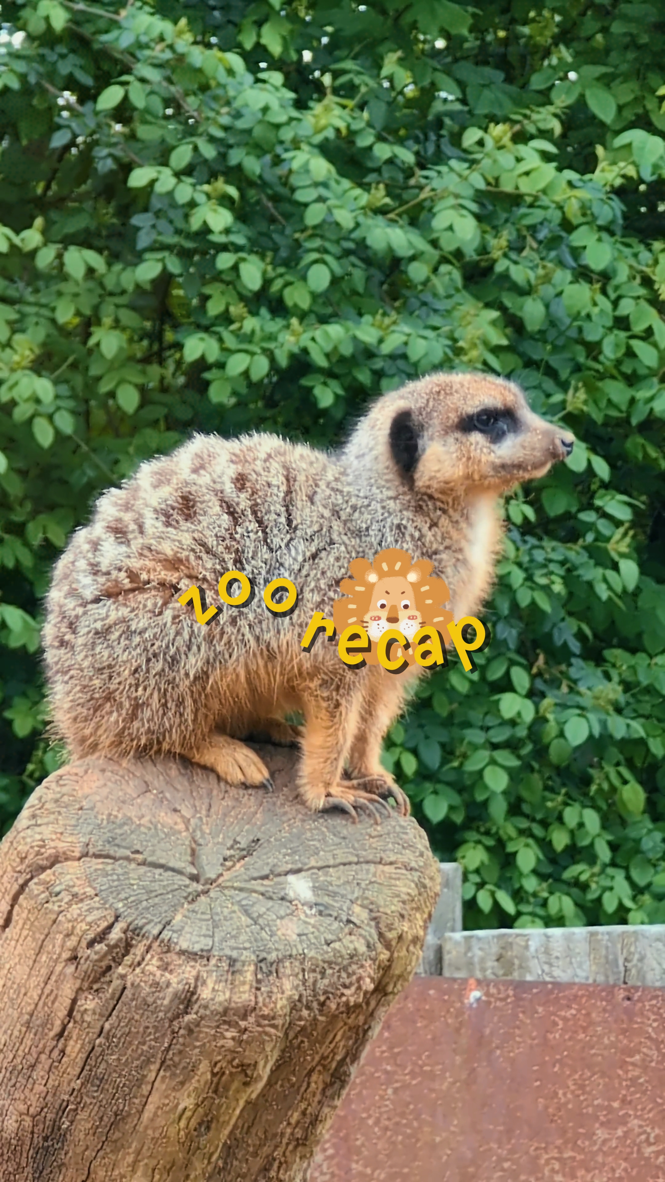 zoo recap