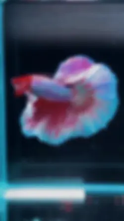 ikan cantik