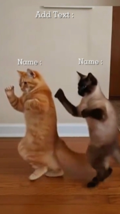 Gato De Baile Divertido, 