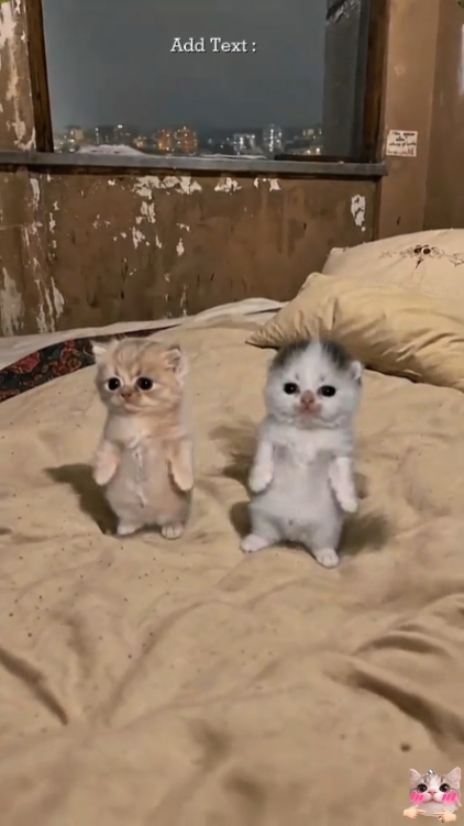 Lindo gato