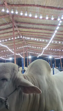 bakra eid edits