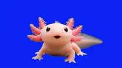 axolotl des petites