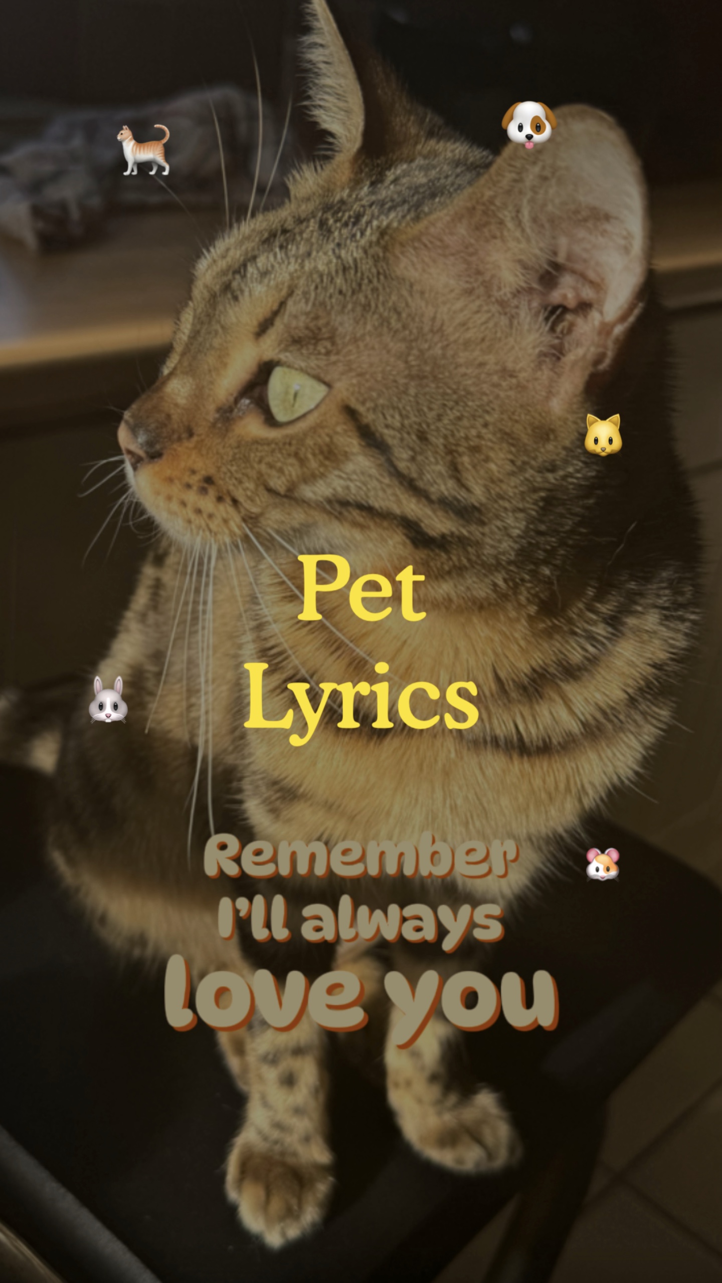 Paroles de Pet❤️