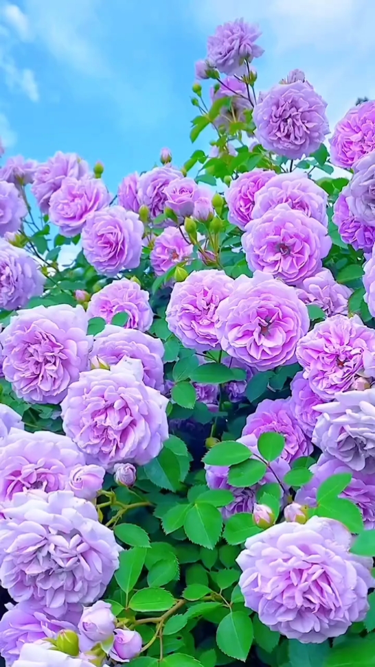 Flower Lovers