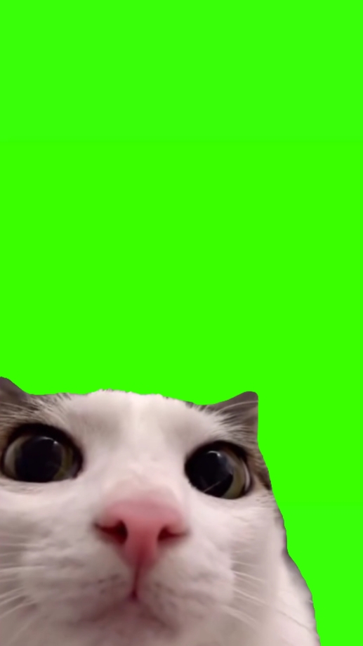 貓眨眼迷因