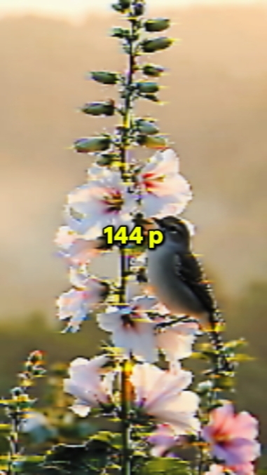 144P × 4k