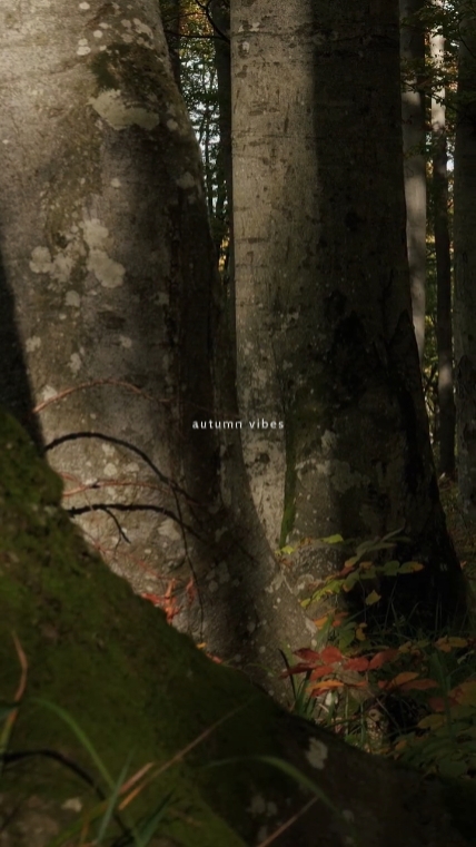 Herbst-Vibes