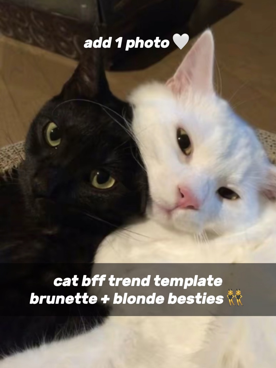 Kedi BFF 'leri 👸🏻👸🏼
