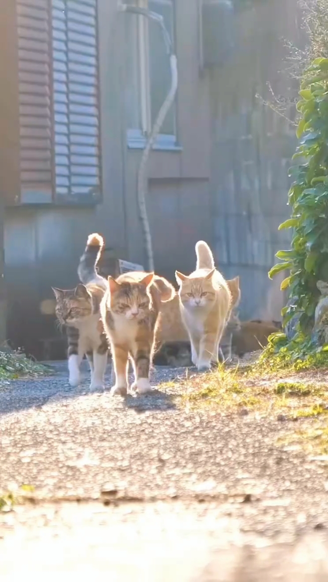 고양이