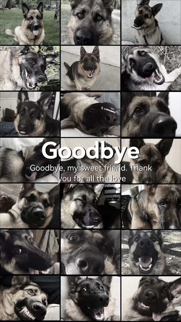 Dog rip 