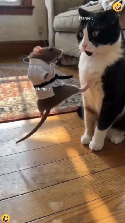 Katze VS Maus