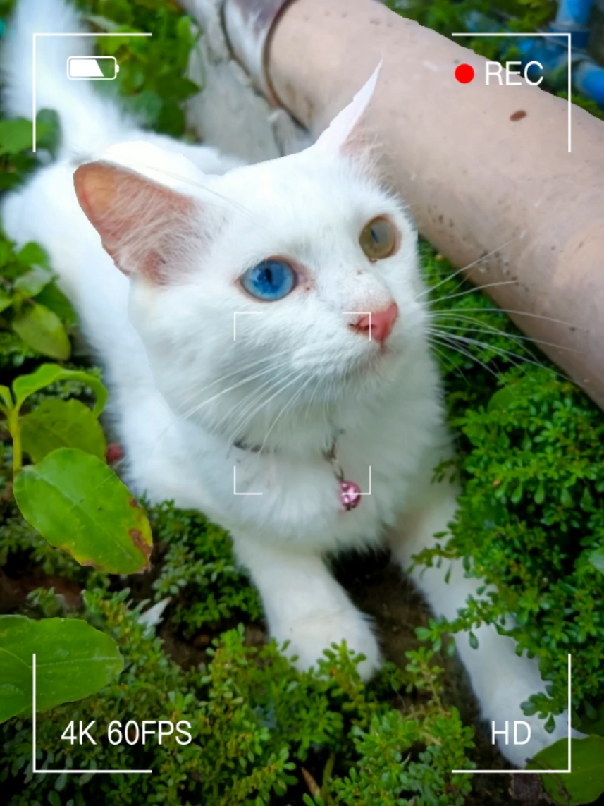 Kedi Temp1