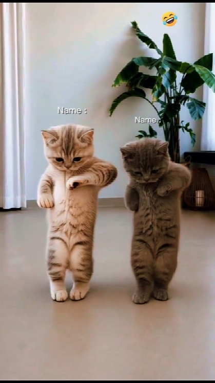 Tendência do gato dançante