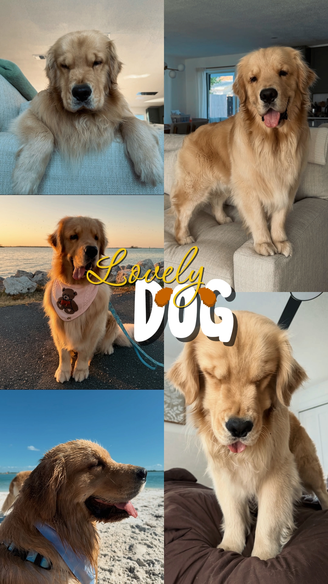 LOVELY DOG