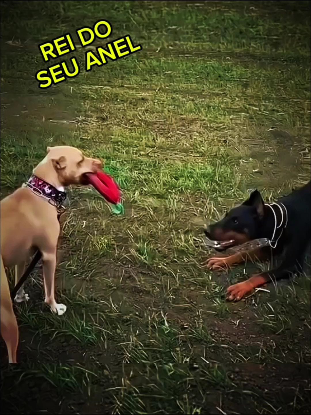 Novo modelo 