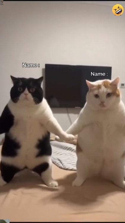 Engraçado Dança Gato Tren