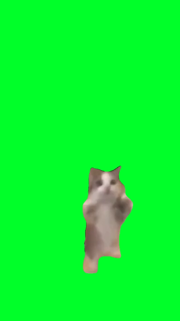 Gato feliz feliz