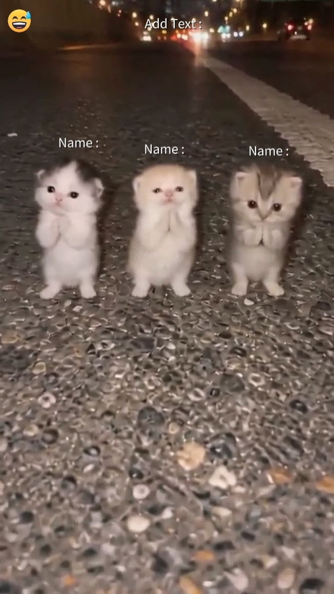Tendência De Gatos Fofos