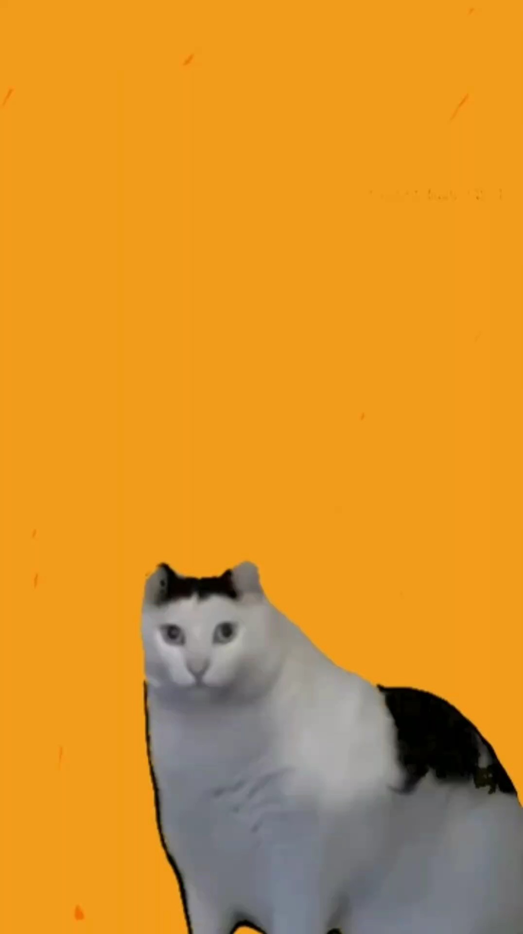 huhh kucing