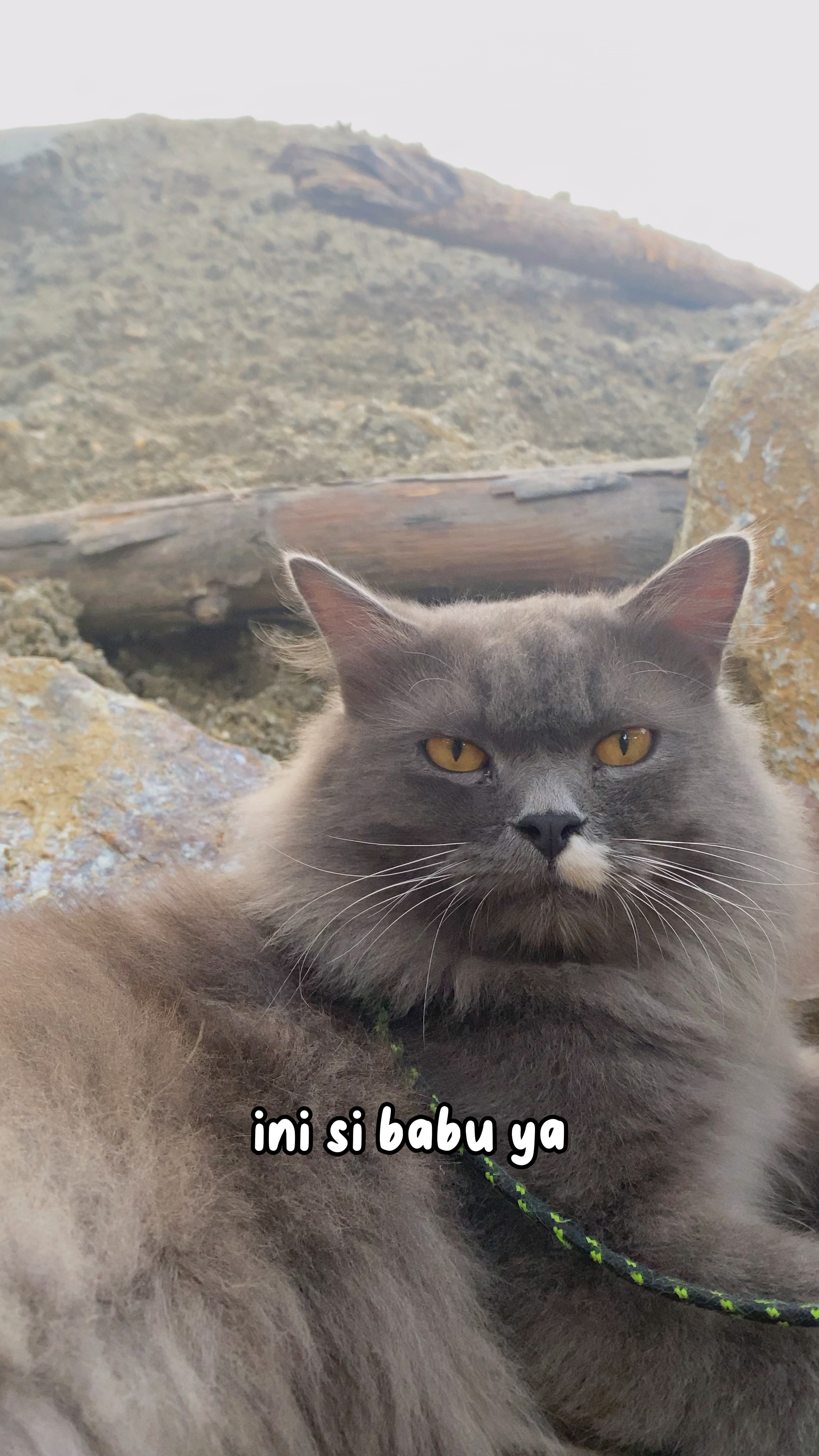 Sonido kucing lucu