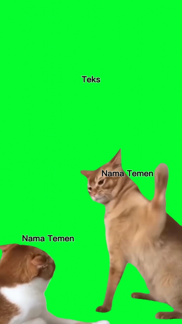 Grüner Bildschirm Katze