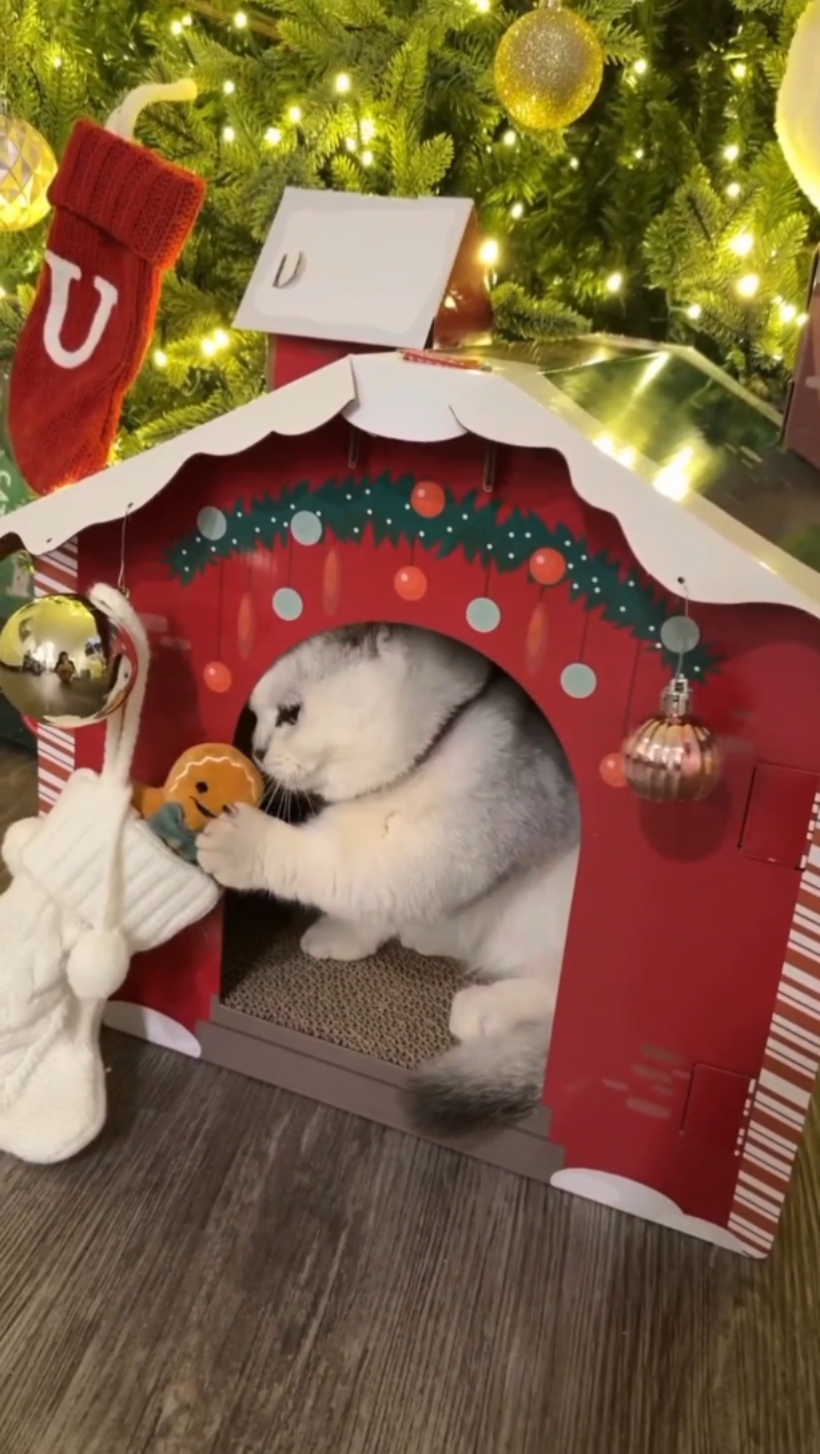 Cats Xmas house 
