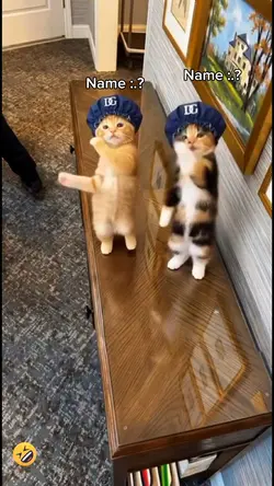 dancing cat trend 