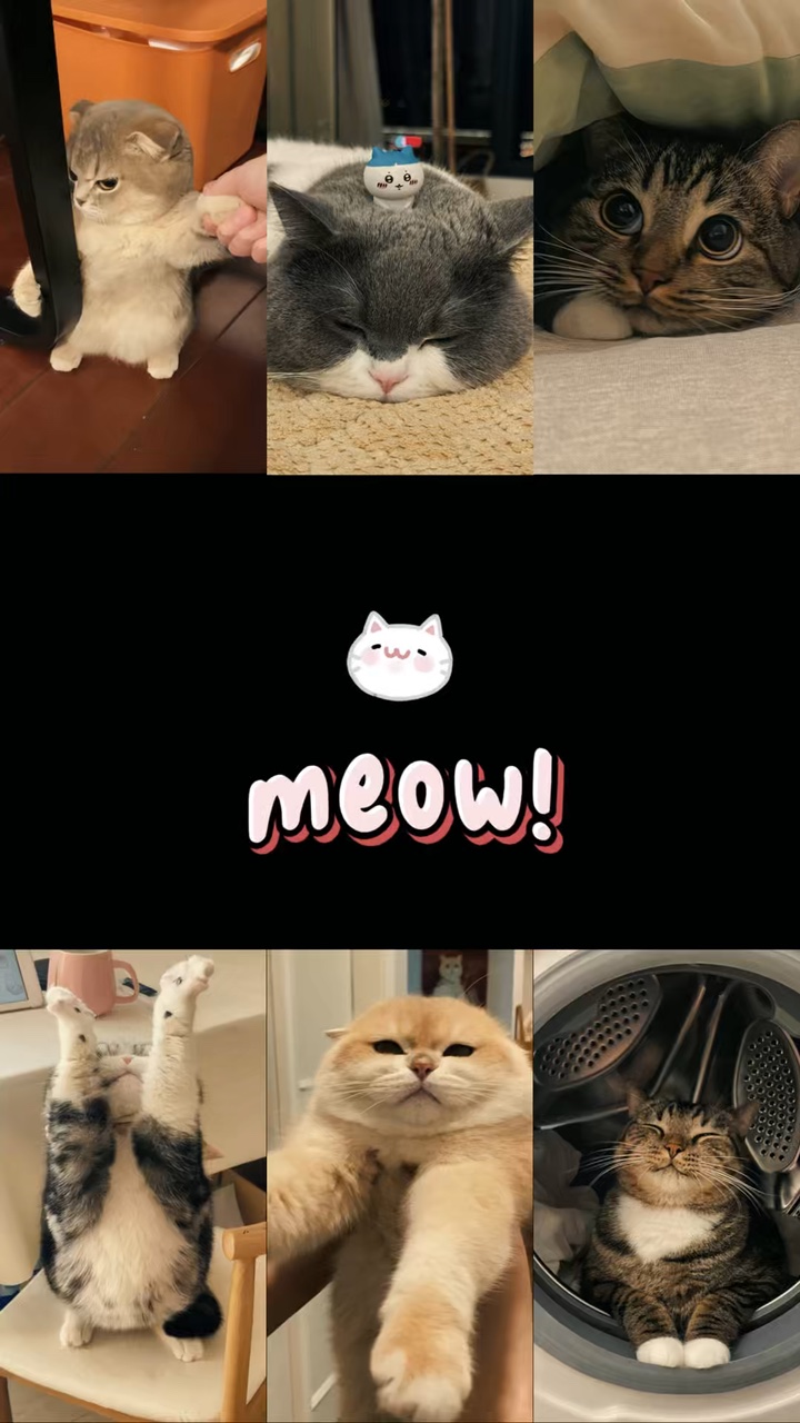 Kucing saya