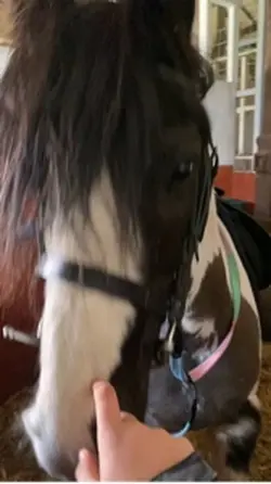 horse love