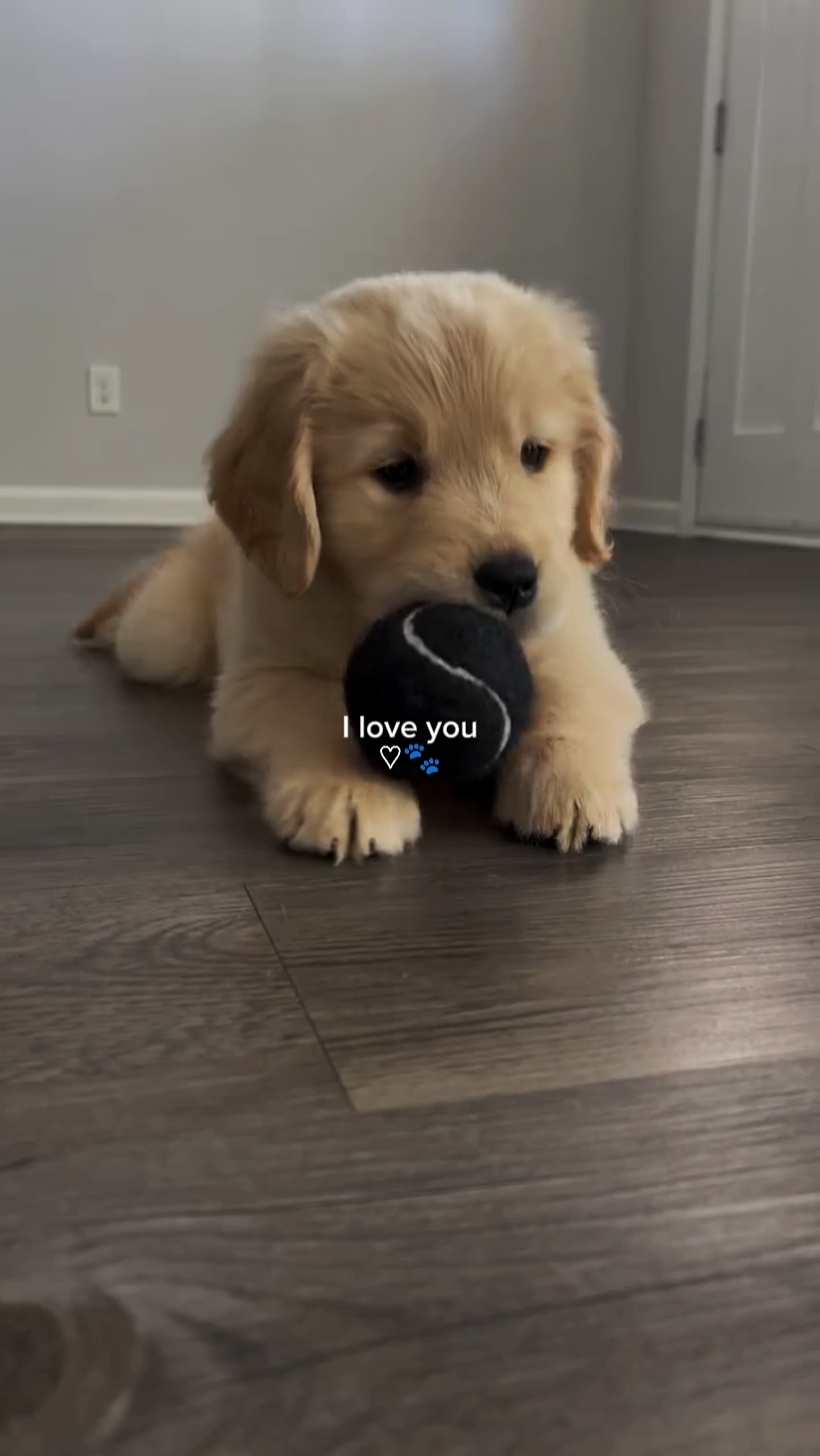 Amo a mi perro 