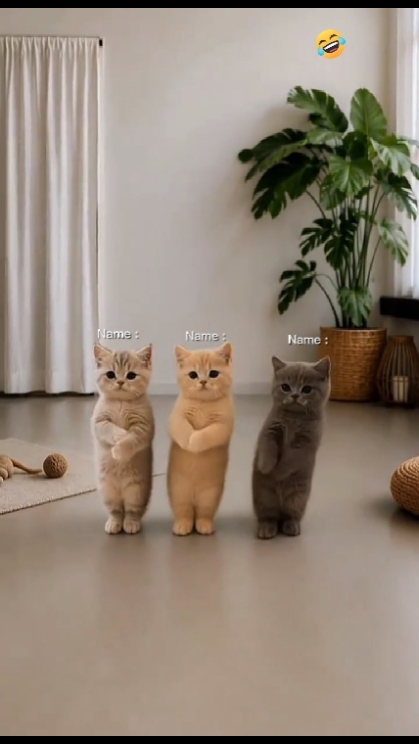 Tren Kucing Menari.. 