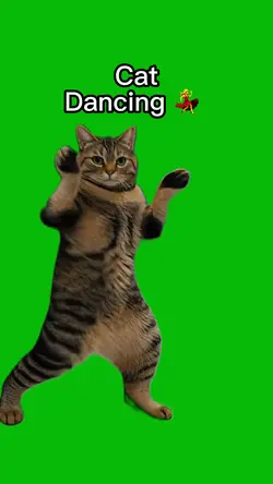 Cat Dancing ๐