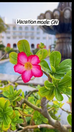Vacation vlog