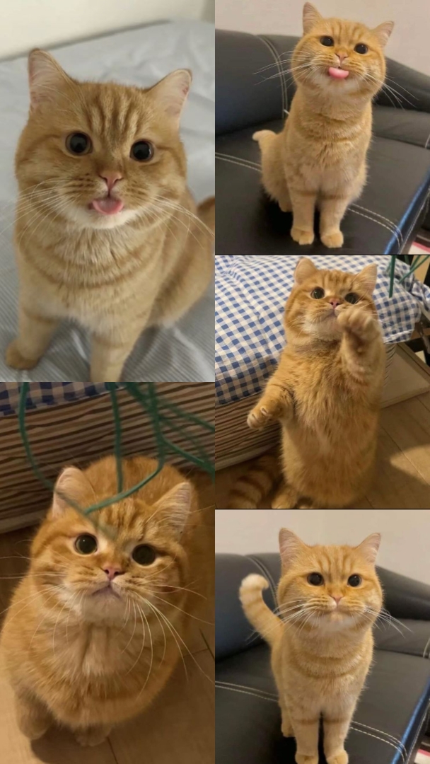Katzen entsorgen