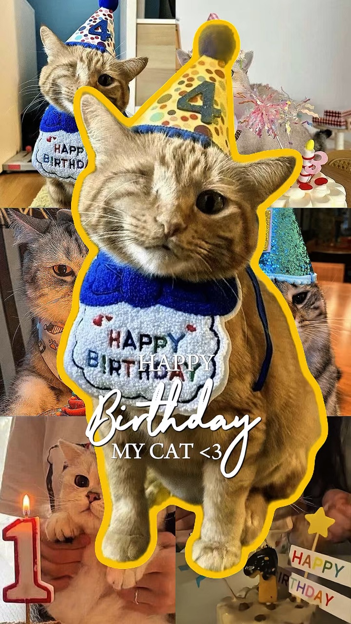 HBD 내 고양이