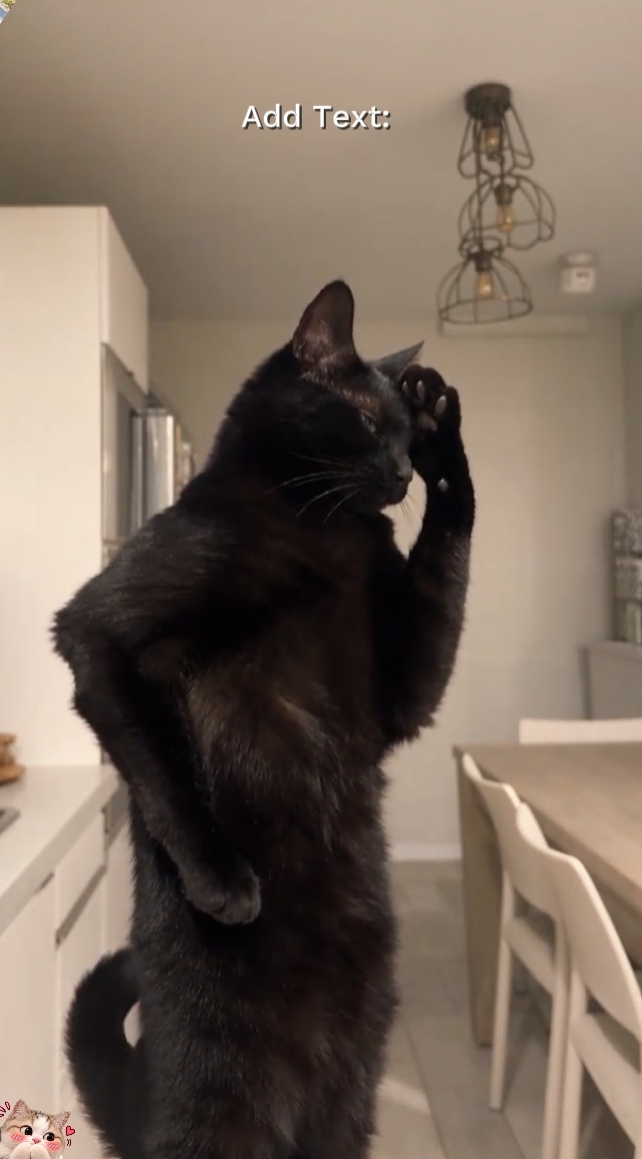 Funny Cat Trend.