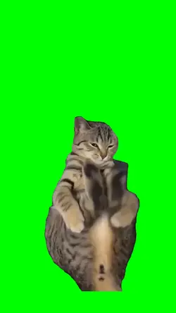 Cat kicking himself