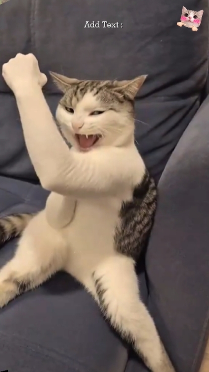 Gato Bruce Lee