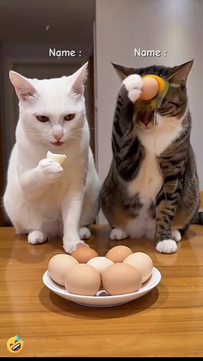Gato Divertido. hhhh