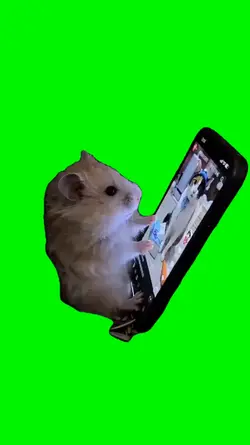 hamster