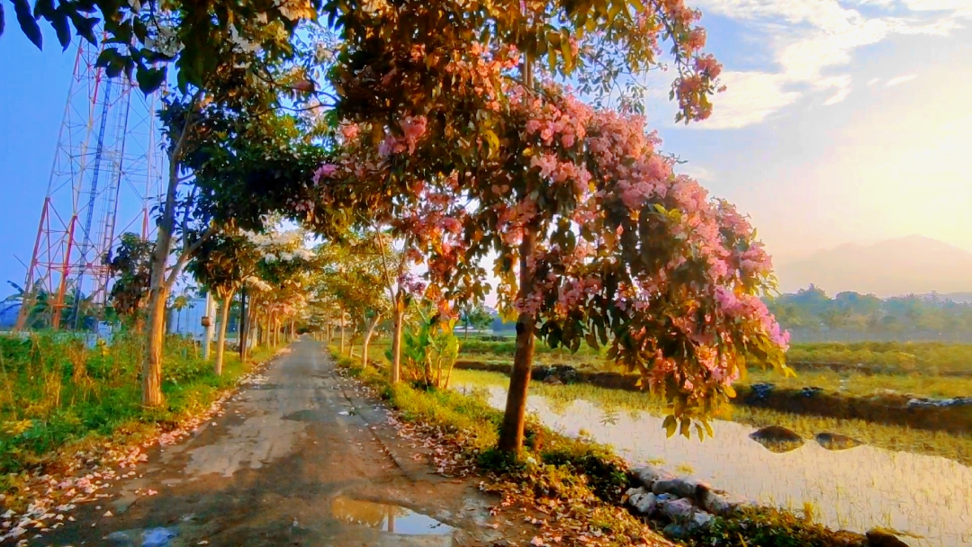kalikasan ng cinematic 