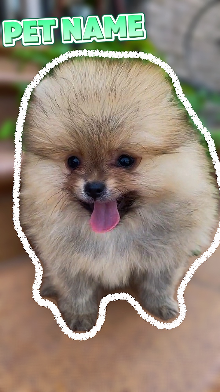 Pet intro