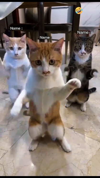 Tren Kucing Menari.. 